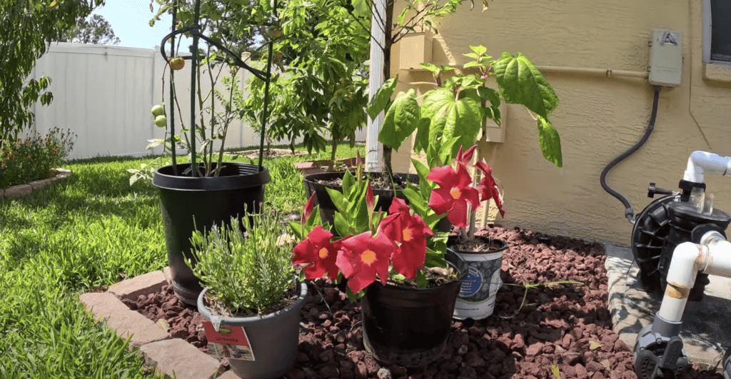 Container gardening